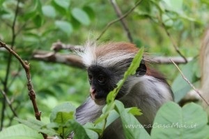 scimmietta endemica