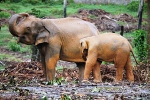elefanti al Pinnawela Orphanage