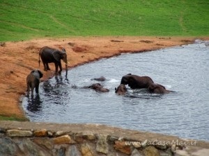 Elefanti a fare il bagno