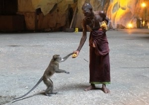 donazione a scimmietta