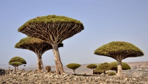 Alberi dell'isola di Socotra, Yemen