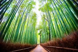 Arashiyama foresta di bambù, Giappone