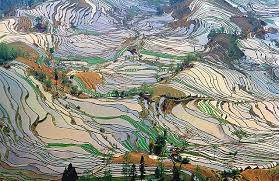Campi-terrazze di riso, Yunnan, Cina