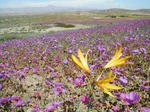 Deserto fiorito di Acatama, Cile