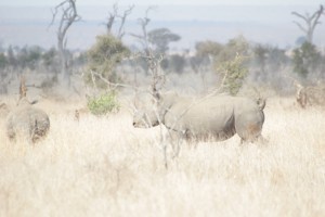 Rinoceronte bianco, Sudafrica