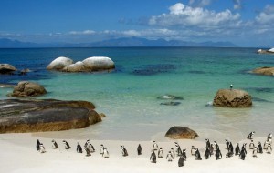Pinguini a Boulders Beach, Sudafrica