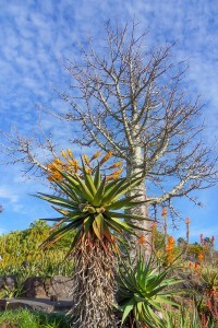 Arid Cactus Zone, Brisbane