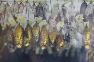 Crisalidi alla Casa delle farfalle di Bordano