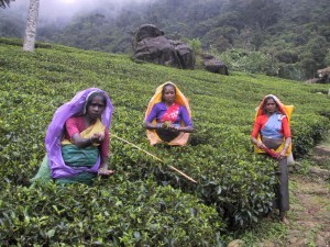 Donne alle piantagioni di tè a Nuwara Eliya, Sri Lanka