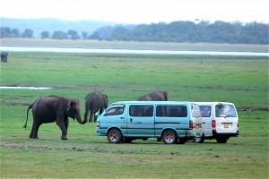 Elefanti al Minneriya National Park 2, Sri Lanka
