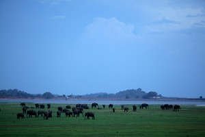 Elefanti al Minneriya National Park, Sri Lanka