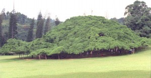Ficus gigante al Peradeniya Botanical Garden, Sri Lanka