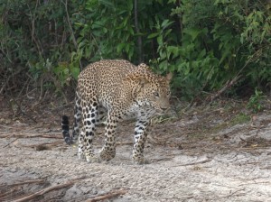 Leopardo al Wilpattu National Park, Sri Lanka