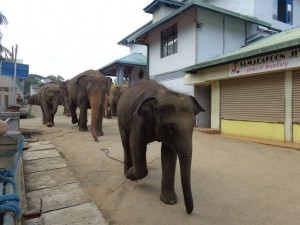 Passaggio in paese a Pinnewala Orphanage Village, Sri Lanka
