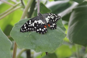 Serra Africa alla Casa delle farfalle di Bordano (1)