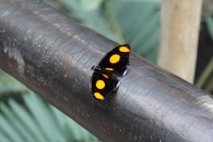 Serra Amazzonia alla Casa delle farfalle di Bordano (1)