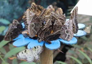 Serra Amazzonia alla Casa delle farfalle di Bordano (2)