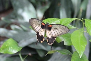 Serra Asia alla Casa delle farfalle di Bordano (2)