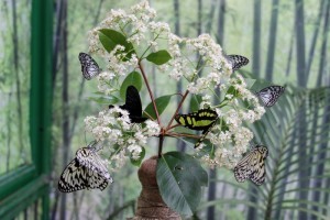 Serra Asia alla Casa delle farfalle di Bordano (6)