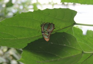 Serra Asia alla Casa delle farfalle di Bordano (8)