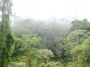 Sinharaja Forest Reserve 2, Sri Lanka