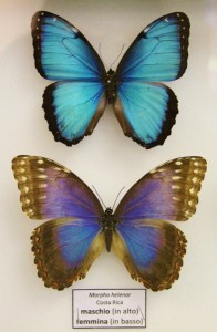 Teche alla Casa delle farfalle di Bordano (3)