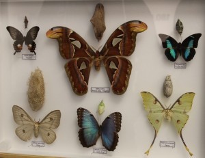 Teche alla Casa delle farfalle di Bordano (4)