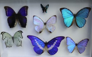 Teche alla Casa delle farfalle di Bordano (5)