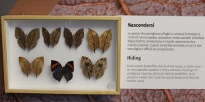 Teche alla Casa delle farfalle di Bordano (7)