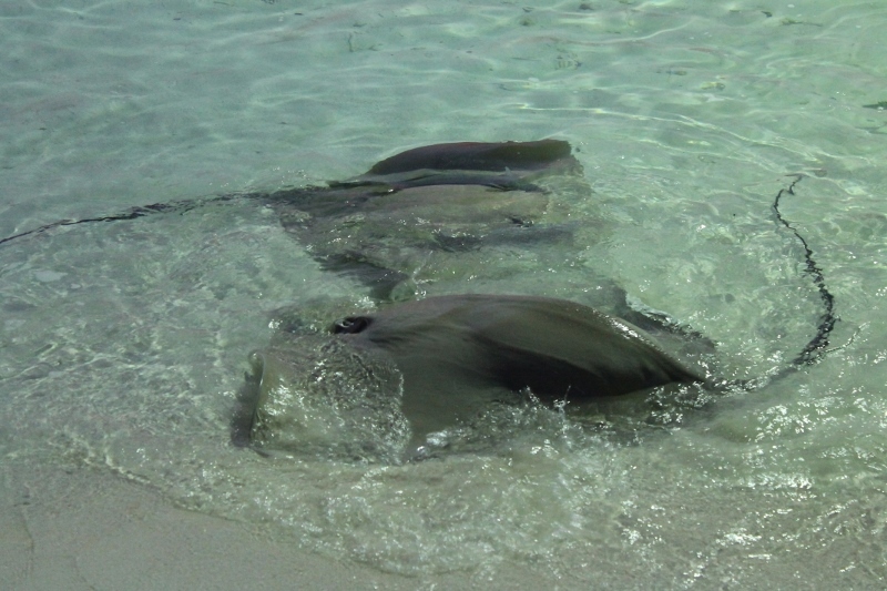 In Totale Relax Alle Maldive ACasaMai it