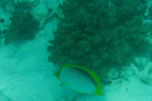 Snorkelling all'Angsana Velavaru Resort, Maldive (1)
