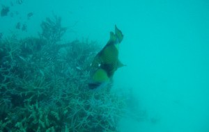 Triggerfish alle Maldive (1)