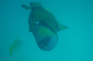 Triggerfish alle Maldive (2)