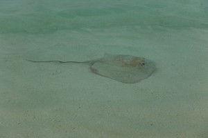 Una razza che nuota vicino a riva alle Maldive