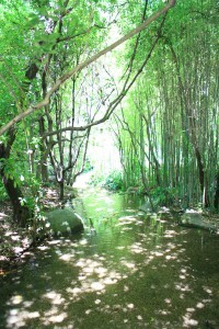 Foresta Bamboo - Lisbona