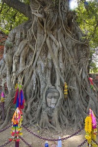 Buddha tra le radici al Wat Phra Mahathat 2, Ayutthaya