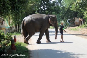 Elefante al lavoro, Myanmar