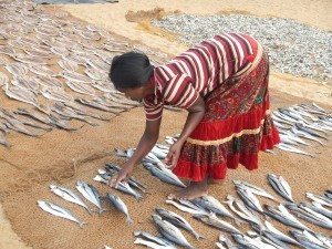 Essiccamento del pesce in Sri Lanka