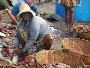 Pulizia del pesce in Sri Lanka