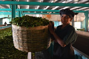 Sri Lanka: tè