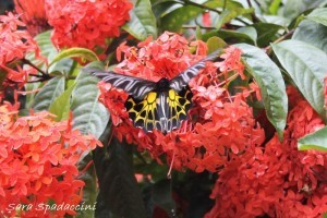Farfalla vicino al Monte Popa, Birmania