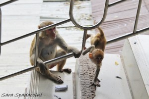 Scimmiette al Monte Popa, Birmania (2)