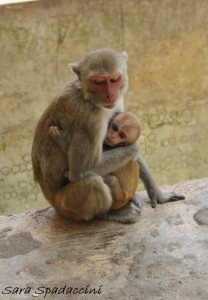 Scimmiette al Monte Popa, Birmania (5)