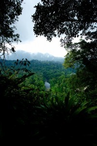 Danum Valley Canopy Walkway, Malesia (534x800)
