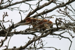 Bako_National_Park8