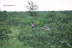 Kruger Park (1)