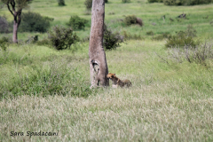 Kruger Park (10)