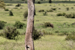 Kruger Park (11)