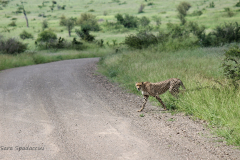 Kruger Park (12)