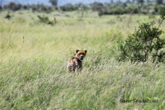 Kruger Park (13)